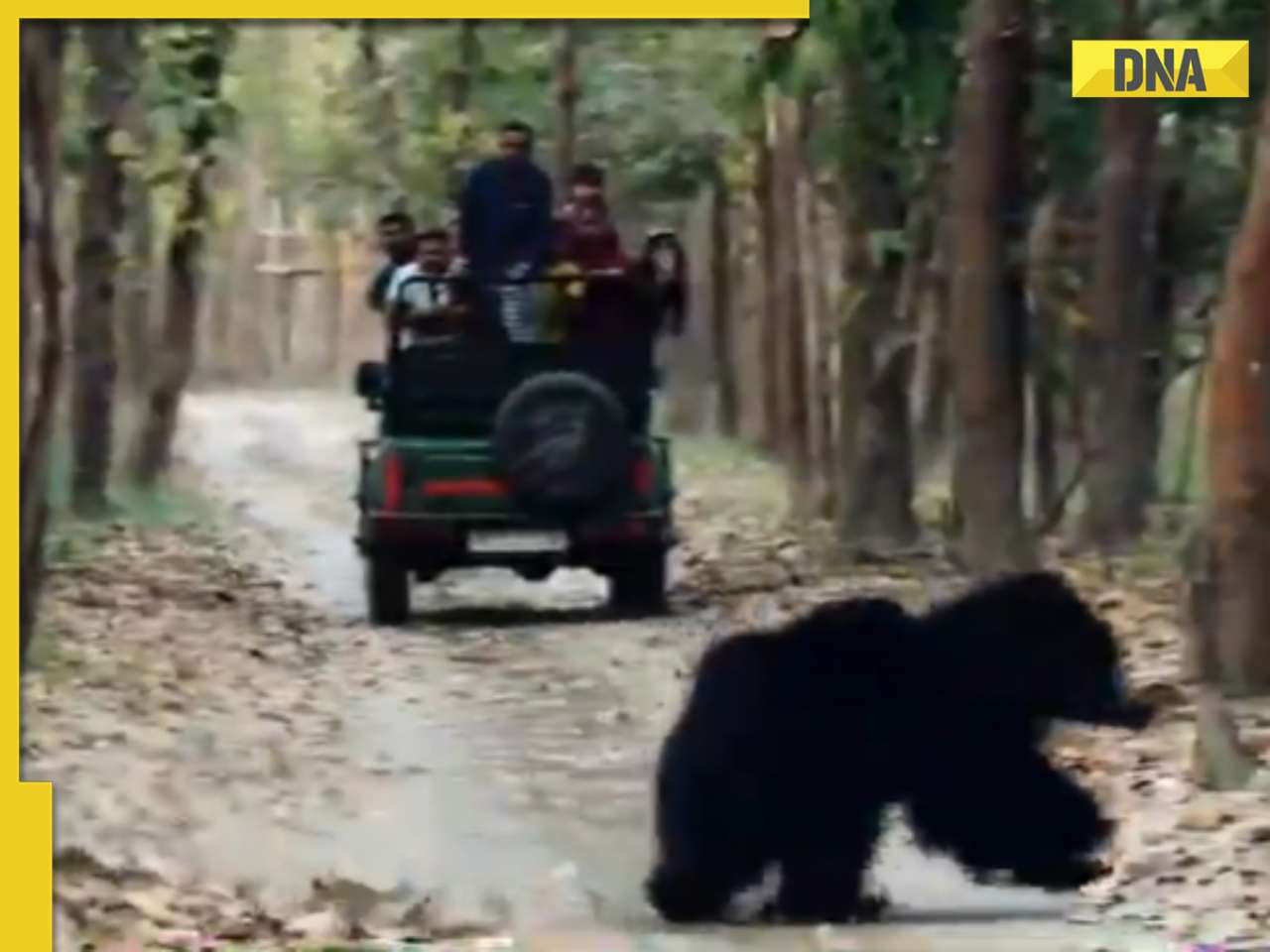 Viral video: Tiger chases sloth bear in heart-stopping encounter, internet is stunned