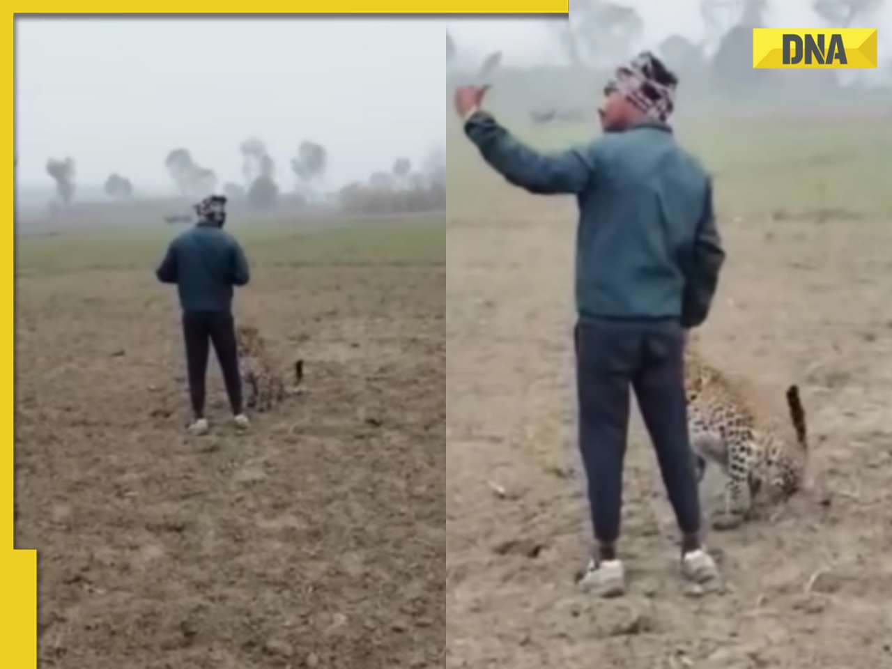 'India is not even for experts': Man takes selfie with leopard that entered his farm, viral video