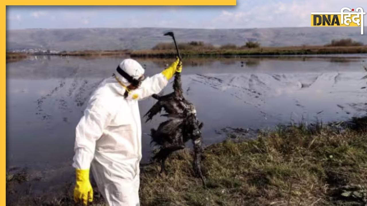 कोरोना से कई गुना खतरनाक है H5N1 Bird Flu, बदतर हो सकते हैं हालात 