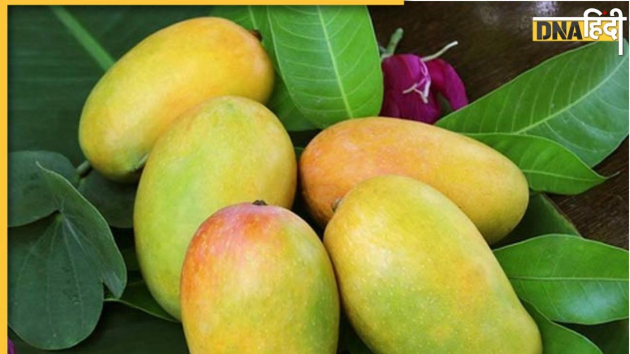 Mango In Diabetes: क्या आम से वजन और शुगर बढ़ता है? जानिए डायबिटीज और मोटापे में कैसे खाना चाहिए