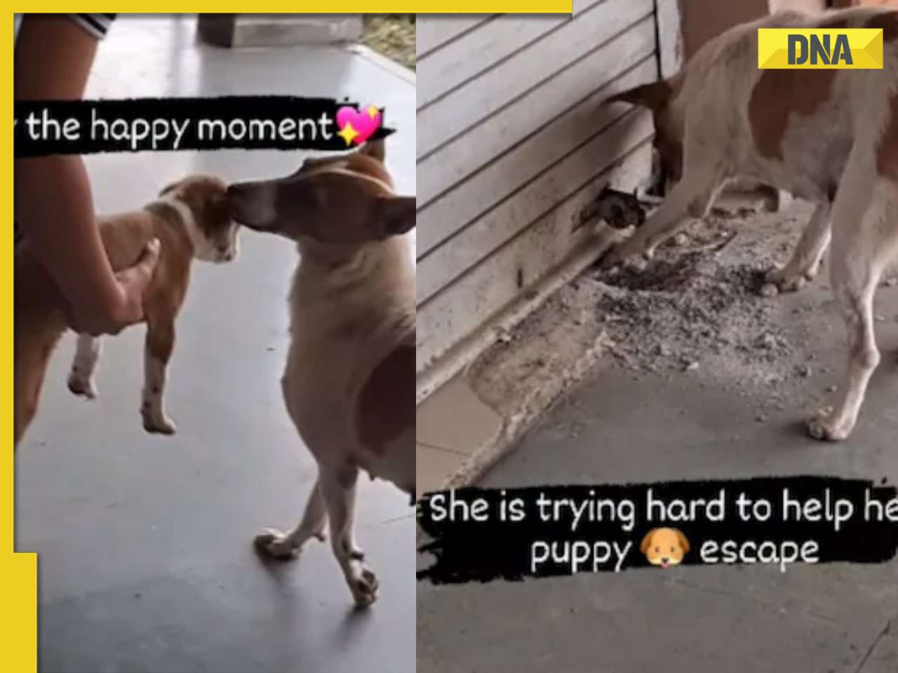 Puppy reunites with mother after being stuck inside shop, viral video wins internet