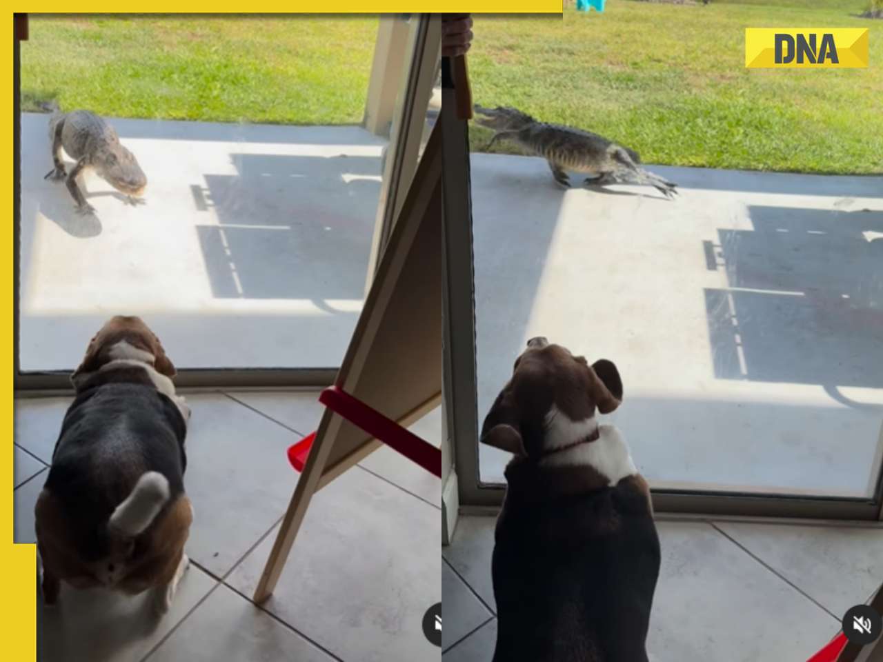 Watch: Pet dog scares off alligator in viral video, internet reacts