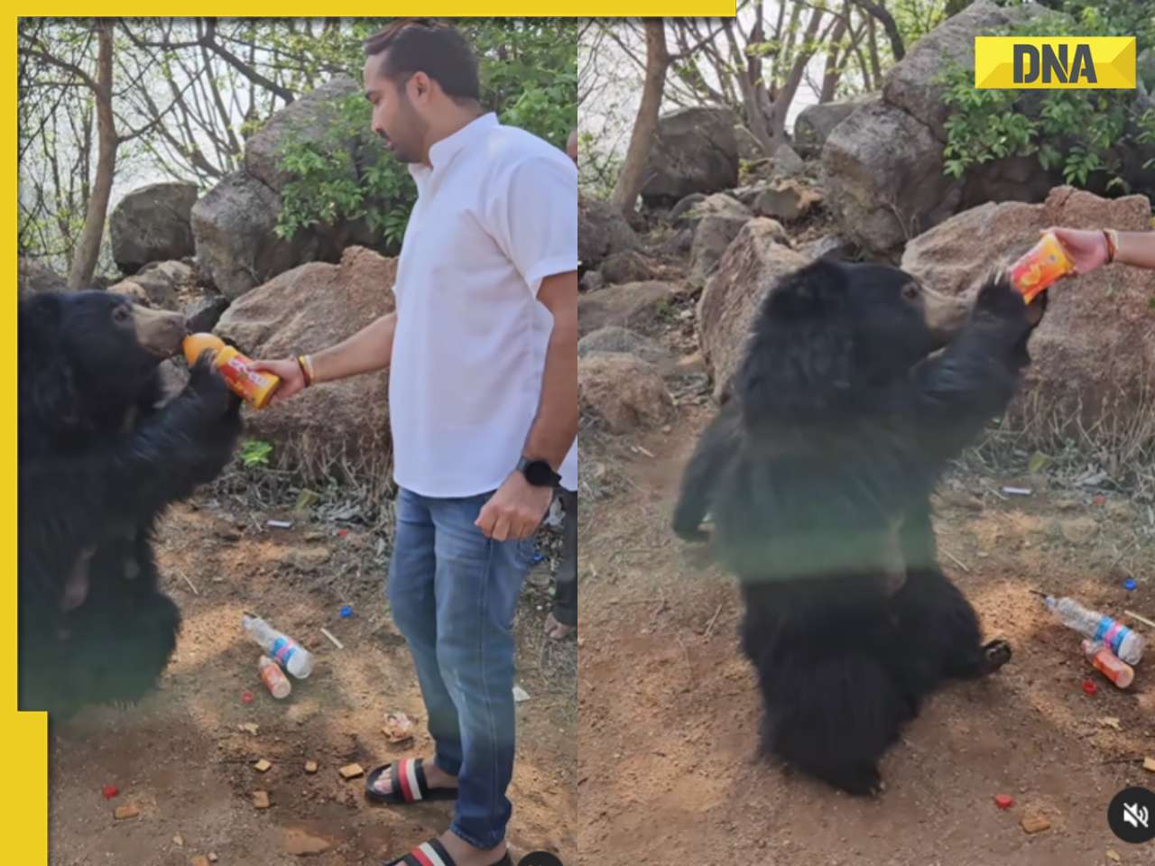Man feeds cold drink to sloth bear, viral video makes internet angry