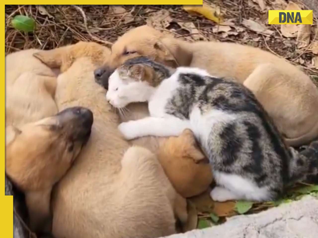 Heartwarming video of cat napping among puppies goes viral, watch