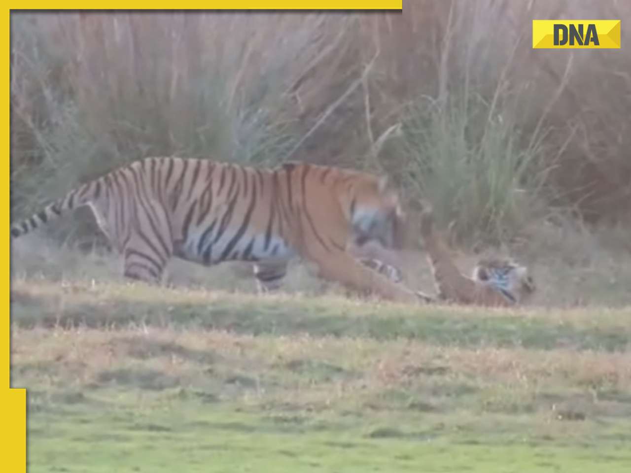 Viral video captures mama tiger and cubs' playful time in Ranthambore, watch