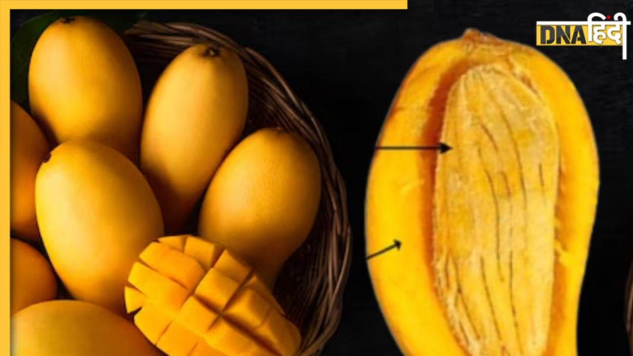 Mango Seed Benefits: आम ही नहीं, इसकी गुठलियां भी दूर रखती हैं कोलेस्ट्रॉल समेत ये 5 गंभीर समस्याएं