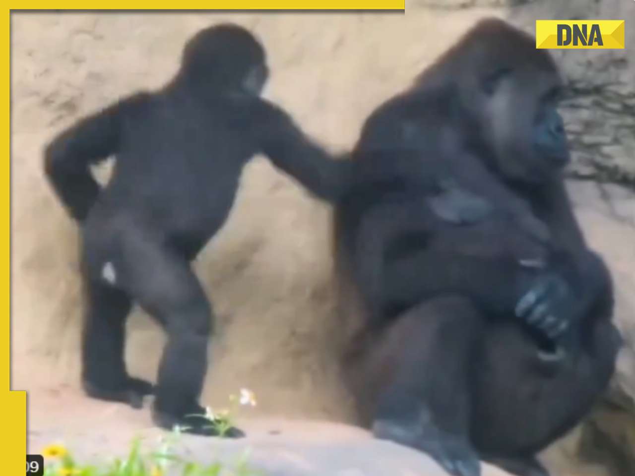 Viral video of baby gorilla throwing tantrum in front of mother will cure your midweek blues, watch