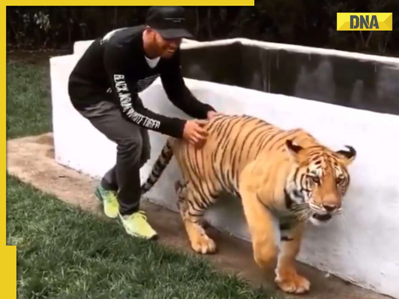 Viral video: Man's 'peek-a-boo' moment with tiger sends shockwaves online, watch