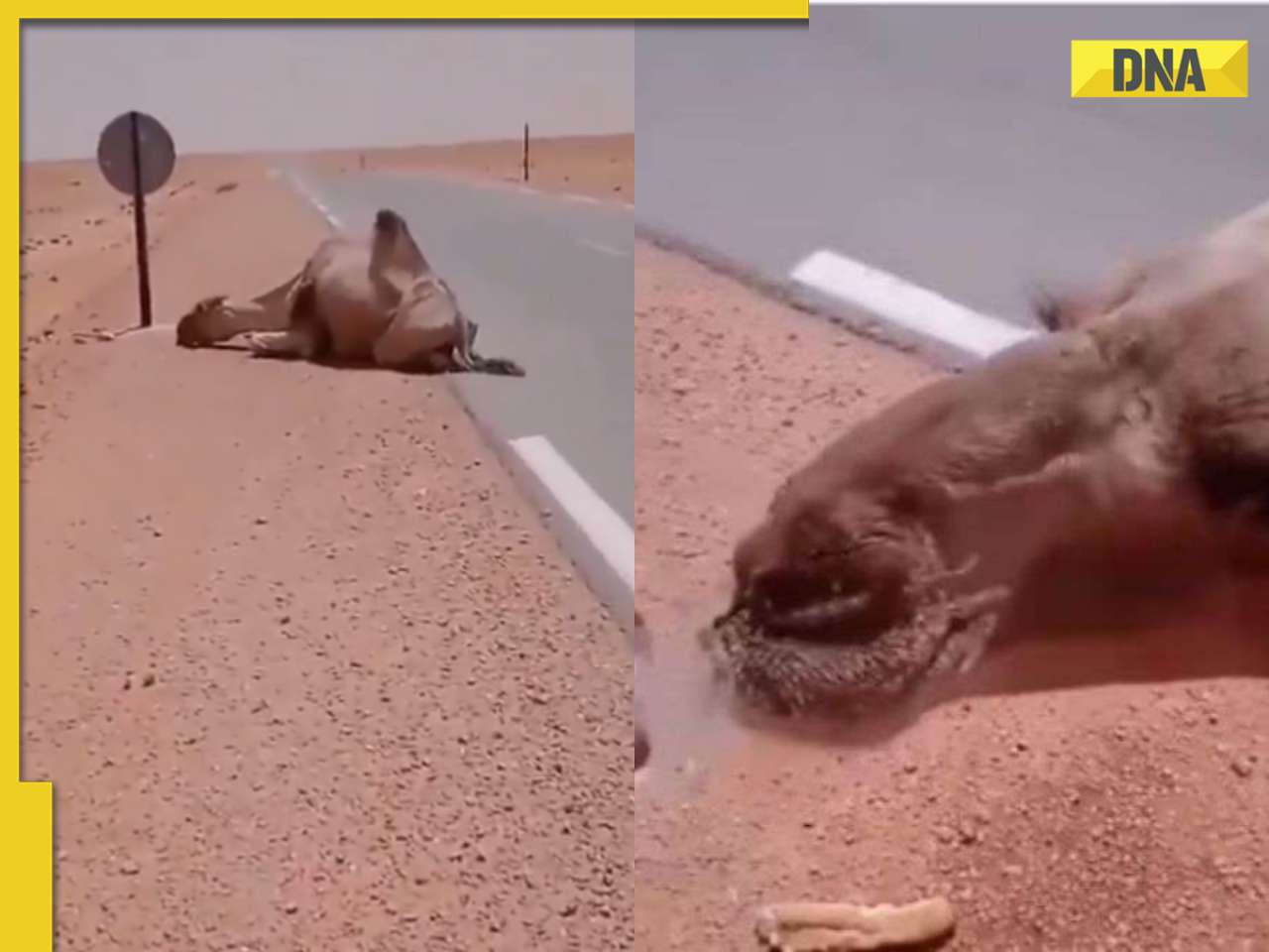 Man offers water to thirsty camel in scorching desert, viral video wins hearts