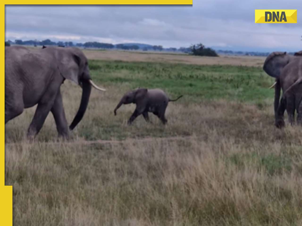 Viral video: Adorable baby elephant's quest for mom melts hearts online