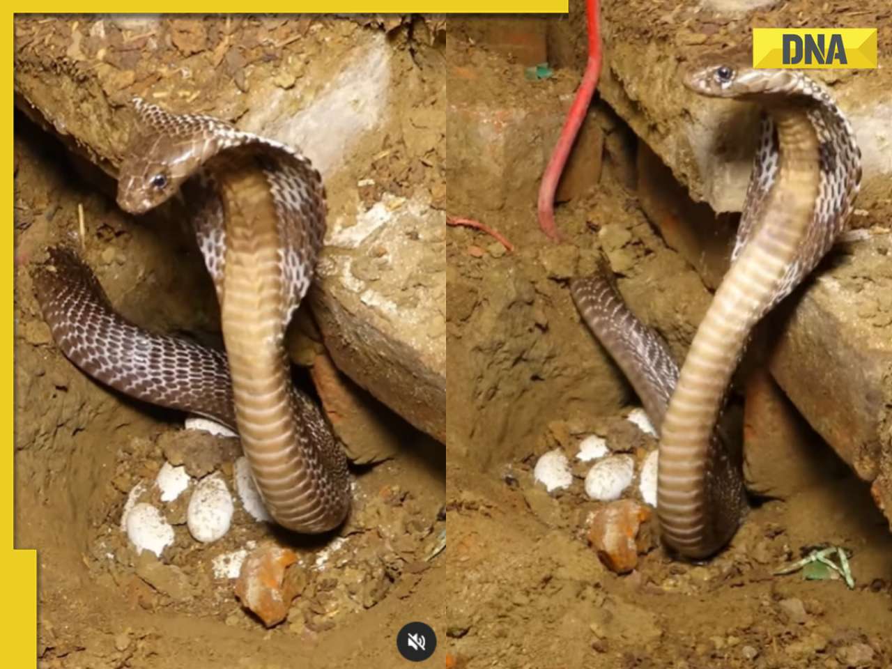 Video: Cobra mother's protective instincts go viral as she guards nest of eggs, watch