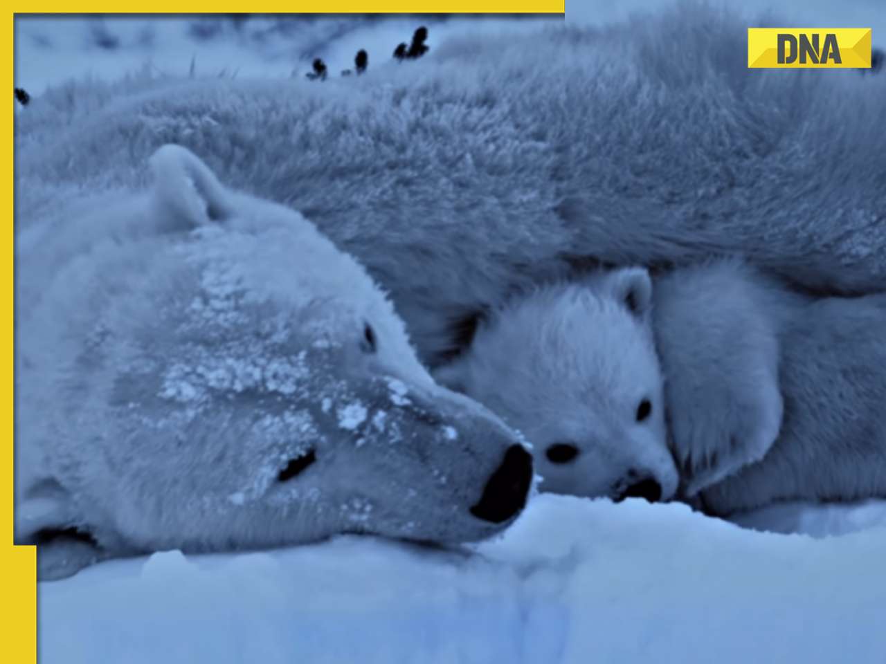 Mother polar bear cuddles with her cub, viral video will melt your heart