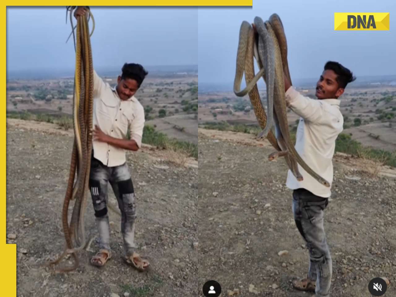 Viral video: Man fearlessly grabs dozens of snakes, internet is scared