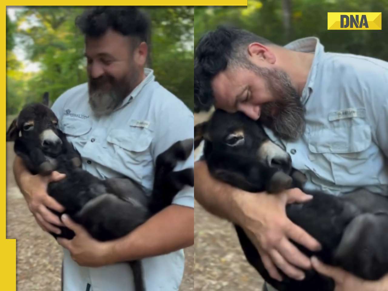 Viral video: Man's adorable cuddling session with baby donkey will make your day