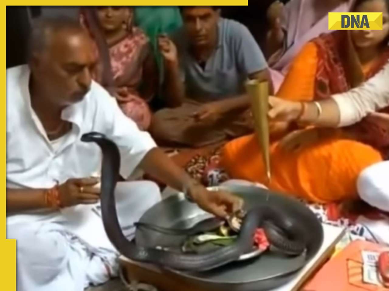 Viral video: Family fearlessly conducts puja with live black cobra, internet reacts