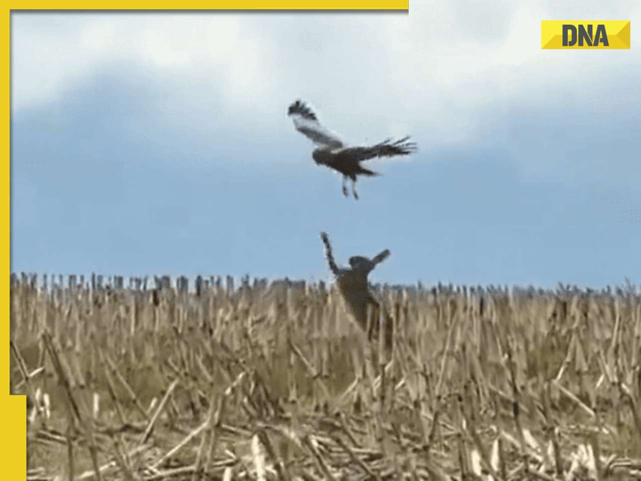 Viral video: Brave mother hare battles hawk to protect her babies, watch