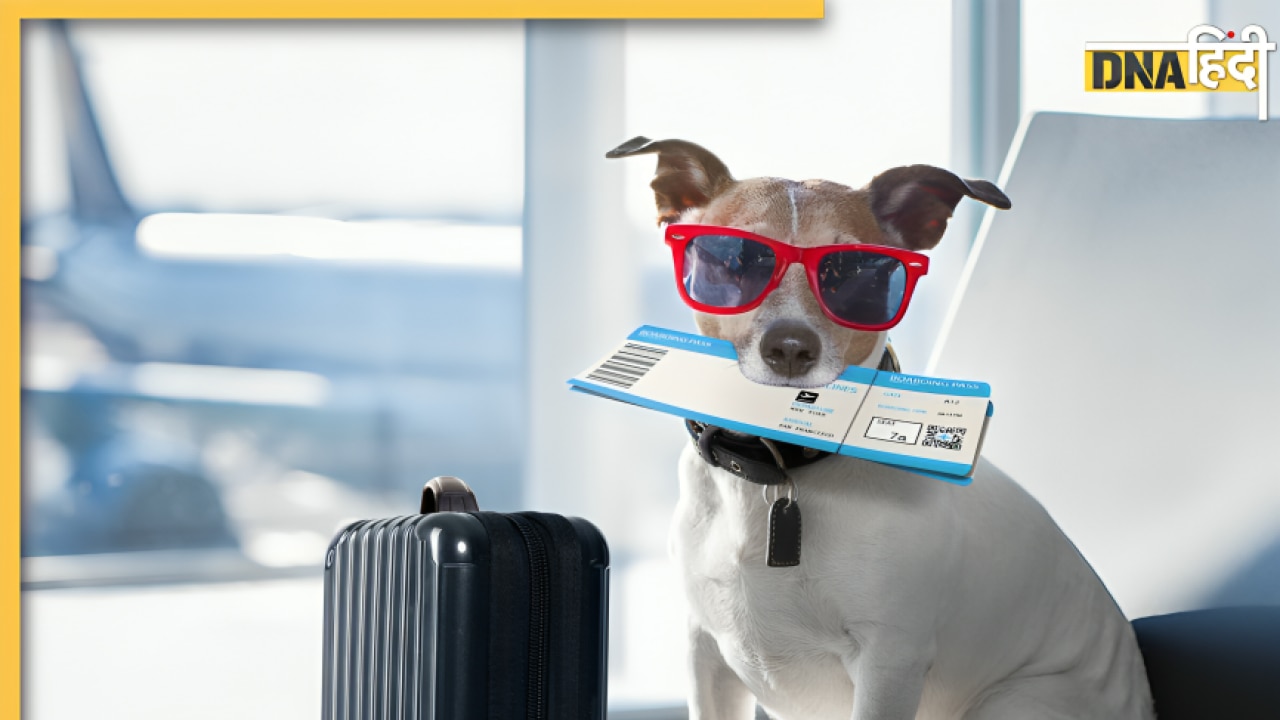 कुत्ते को कराना चाहते हैं प्लेन में सफर? इस Airline के पास हैं आपके सभी सवालों के जवाब