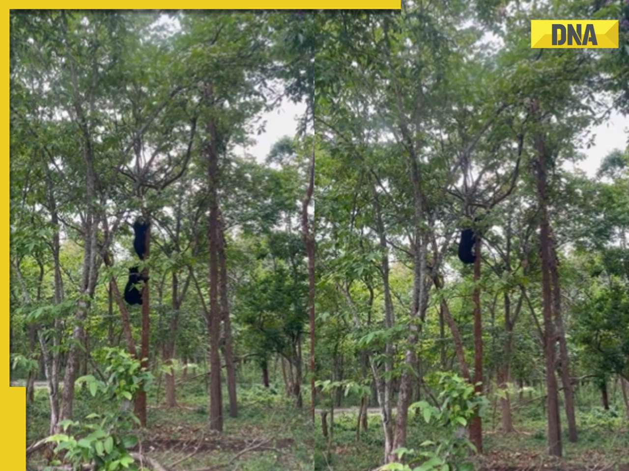 Ever seen bear climbing tree? If not, viral video will leave you stunned