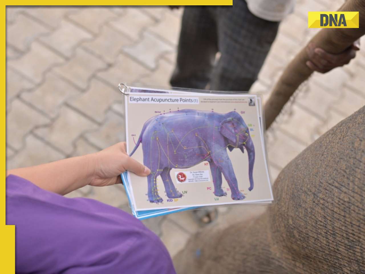 India's first elephant acupuncture treats baby elephant Bani at Wildlife SOS