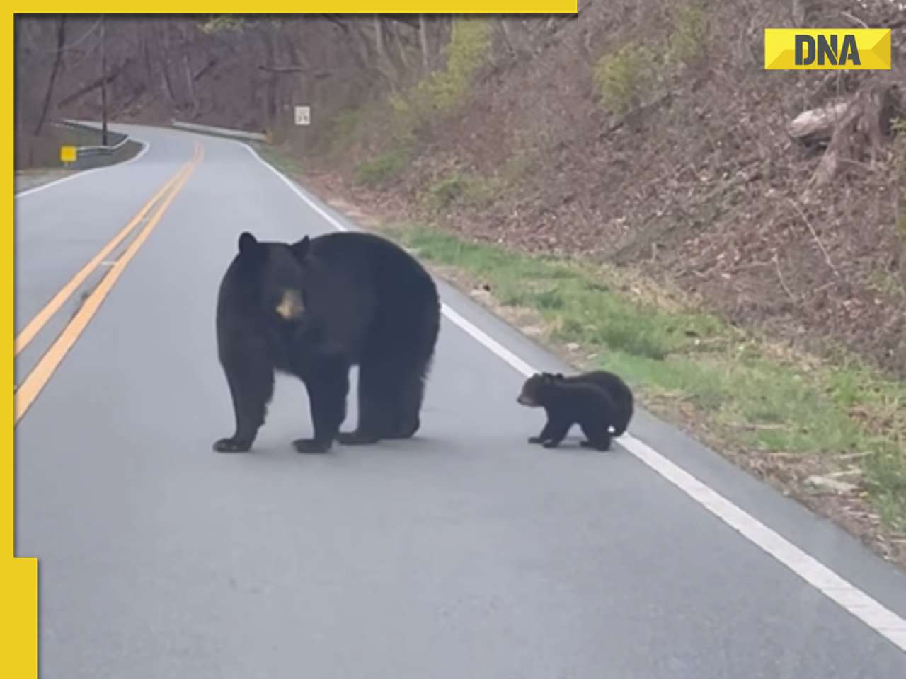 Mother bear teaches cubs how to cross a road with caution, video goes viral