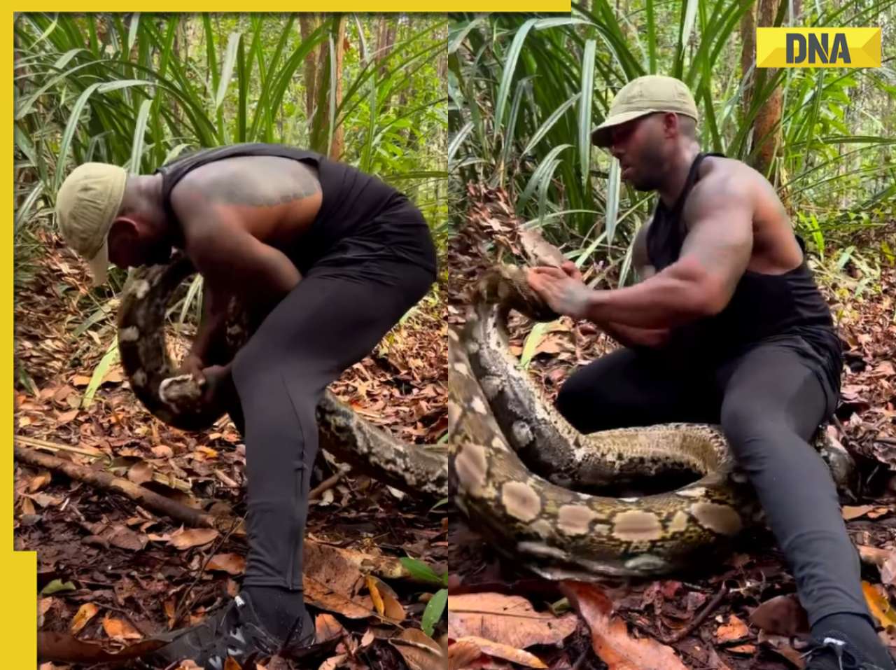 Viral video: Man wrestles giant python, internet is scared
