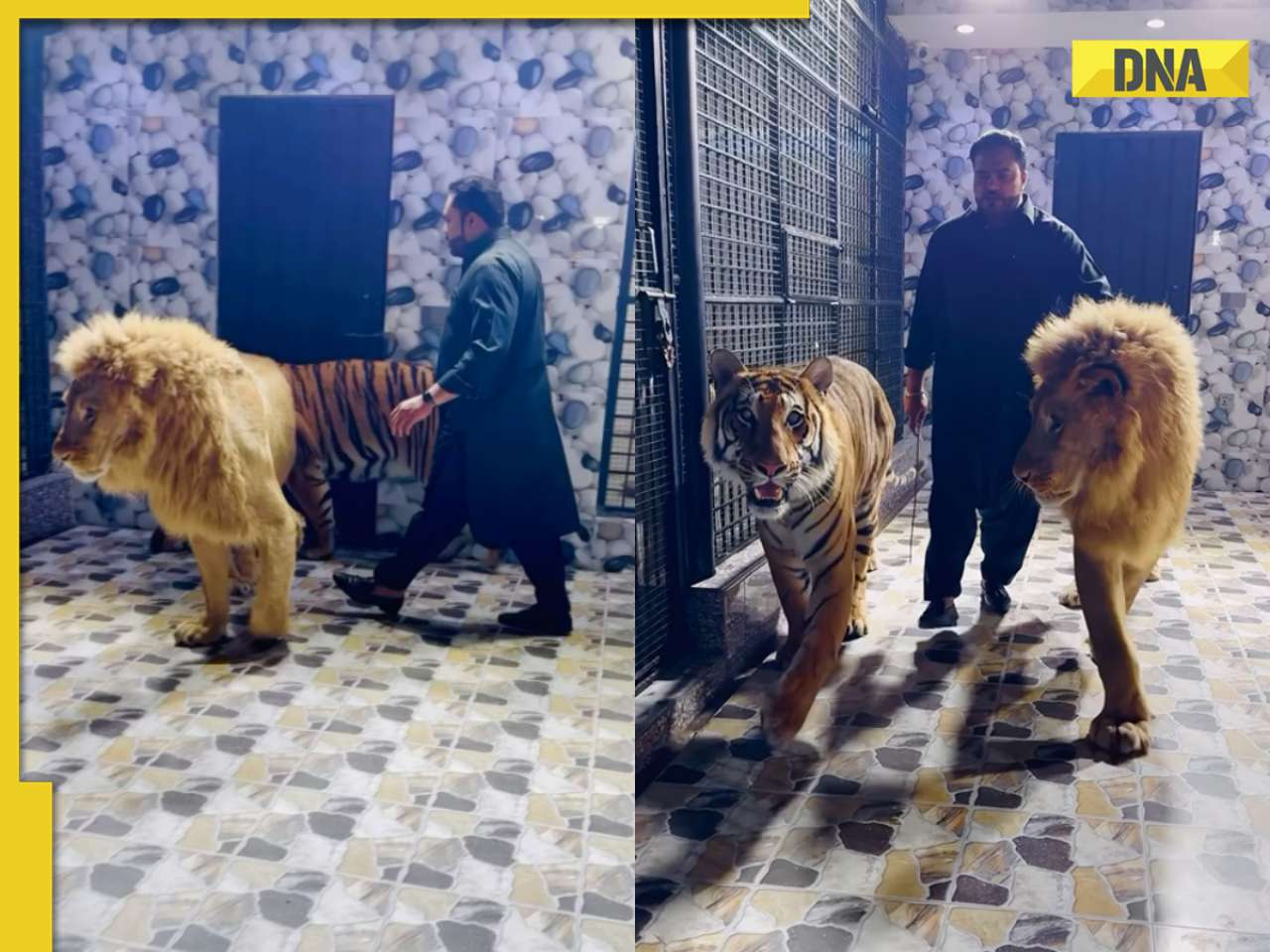 Terrifying! Pakistani man strolls with lion and tiger, viral video ignites online outrage