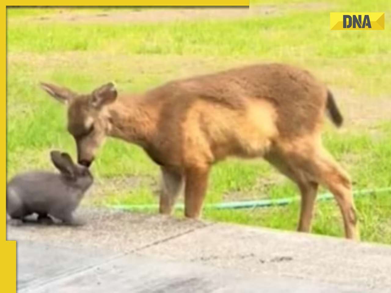 Real-life Bambi and Thumper? Adorable deer and rabbit video melts hearts online