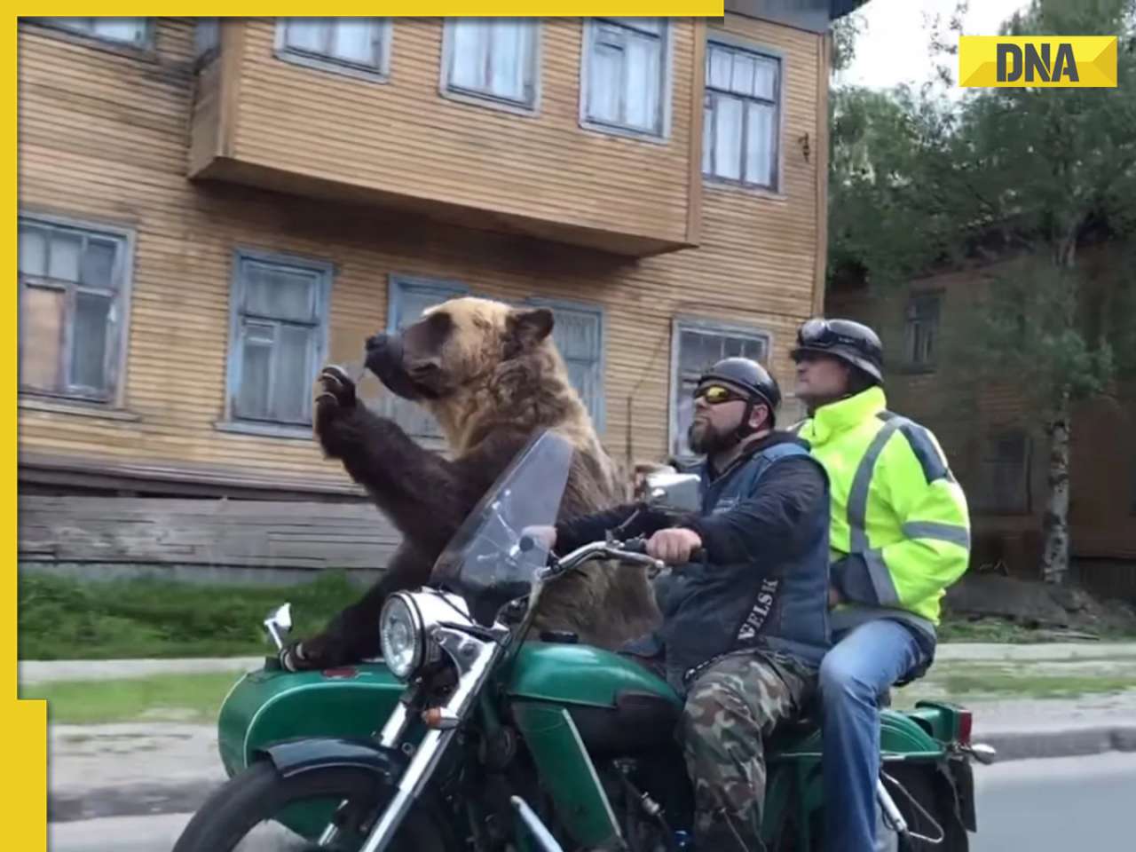 Viral video: Bear rides motorcycle sidecar in Russia, internet is stunned