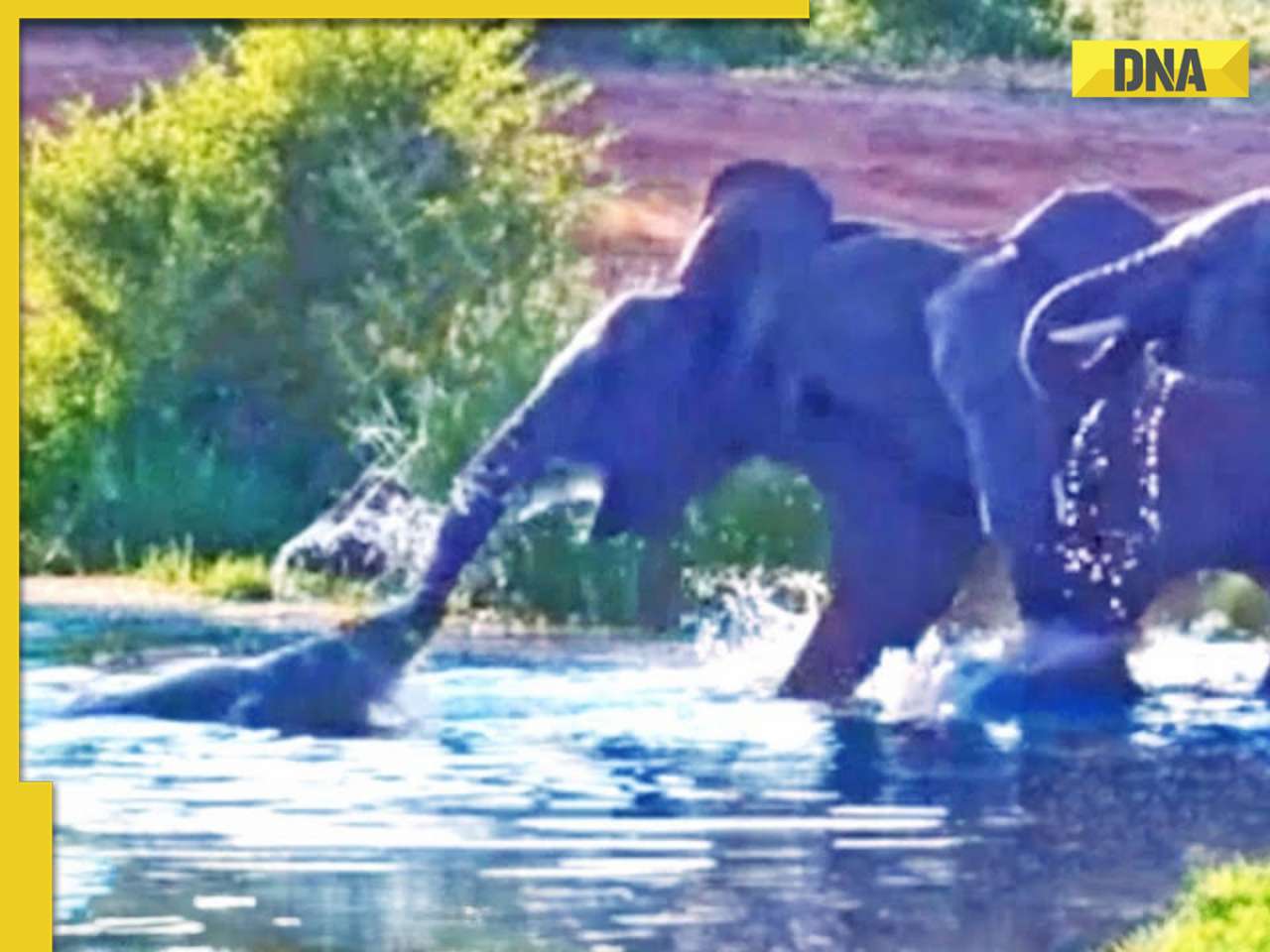 Viral video: Elephant fights for life as crocodile bites its trunk in deadly attack, watch