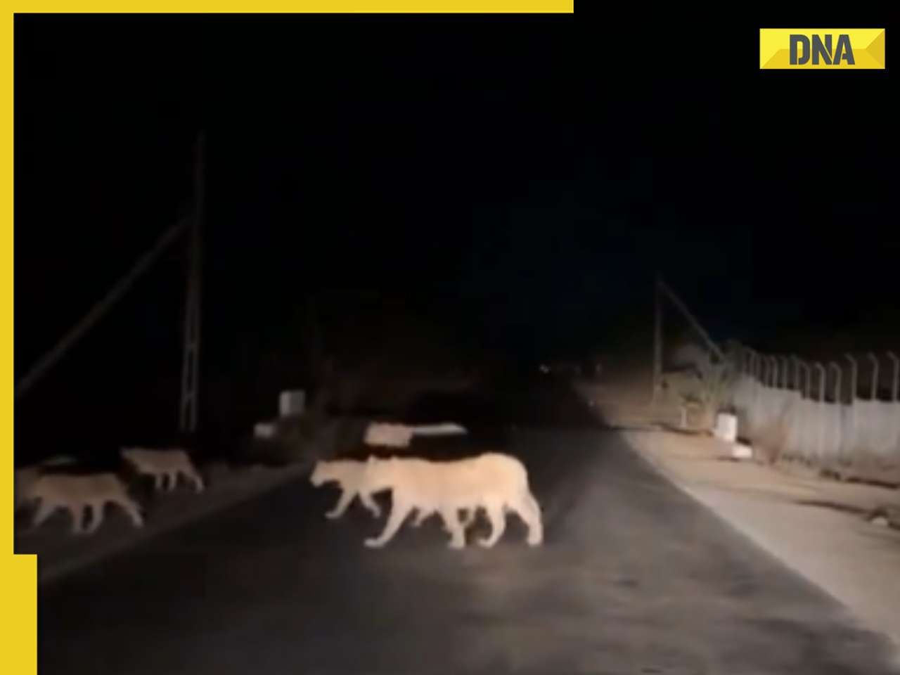 14 majestic lions cross highway in Gujarat's Amreli, video goes viral