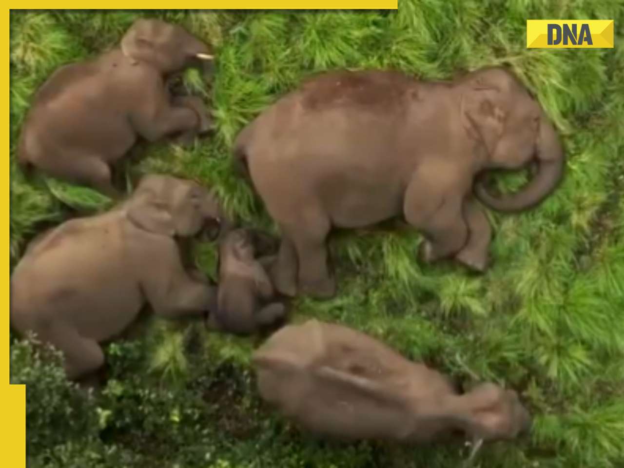 Viral video: Baby elephant receives 'Z-category security' during family nap in Tamil Nadu reserve