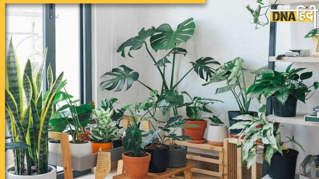 Indoor Plant Side Effects: घर के अंदर पौधे रखने का शौक है? तो जान लें डेंगू से लेकर अस्थमा तक क्यों रहेगा खतरा