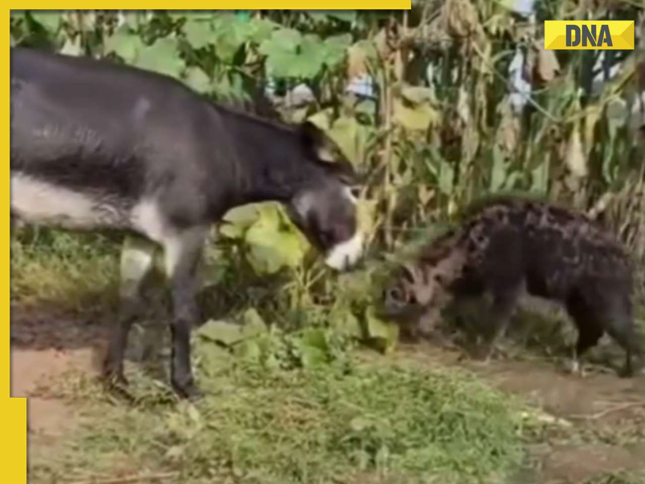 Viral video: Donkey stuns internet with unexpected victory over hyena, watch