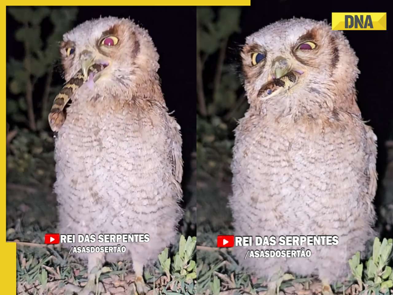 Owl swallows snake in one go, viral video shocks internet