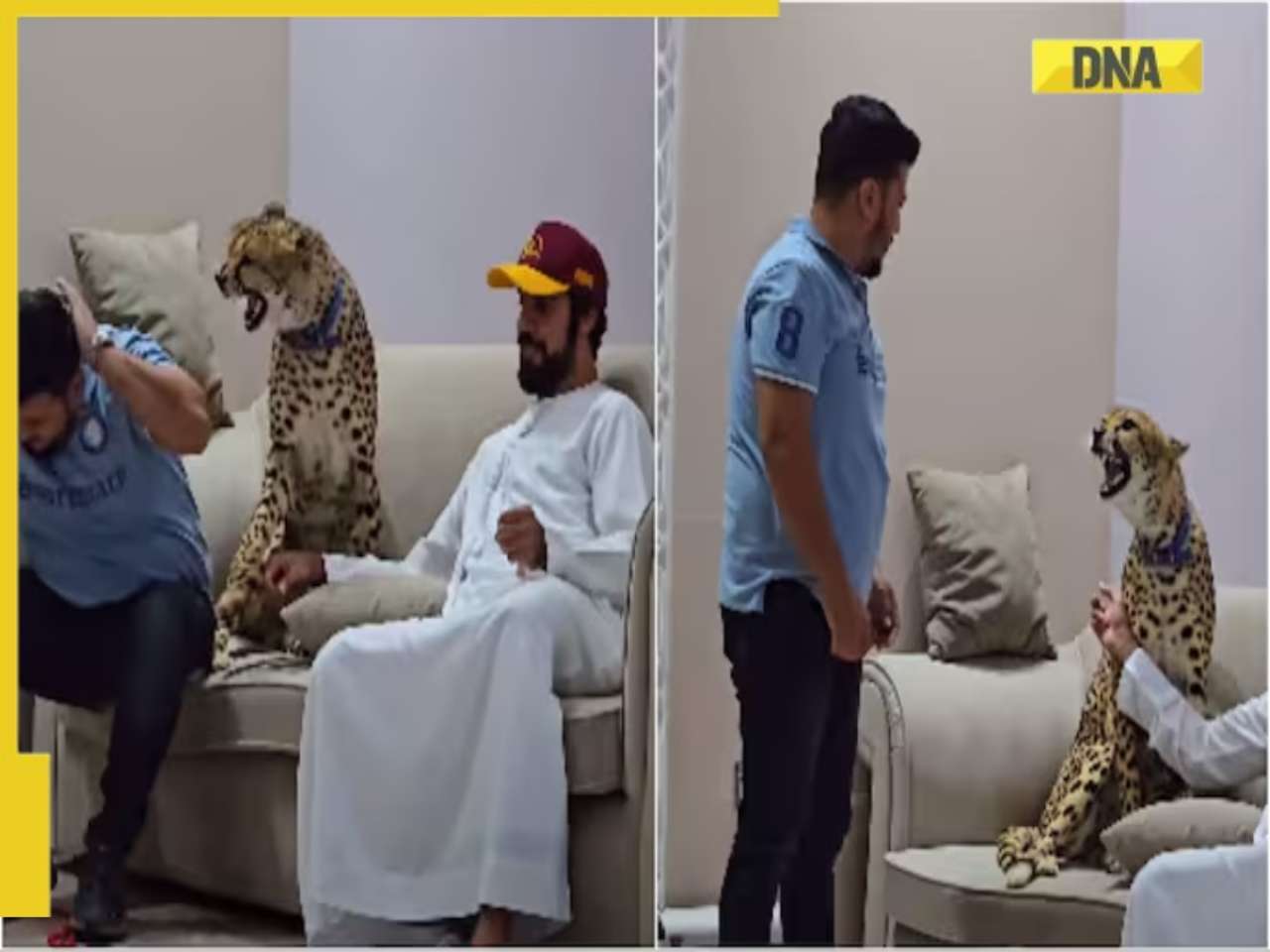 Watch viral video: Man gets attacked after trying to touch ‘pet’ cheetah; netizens react