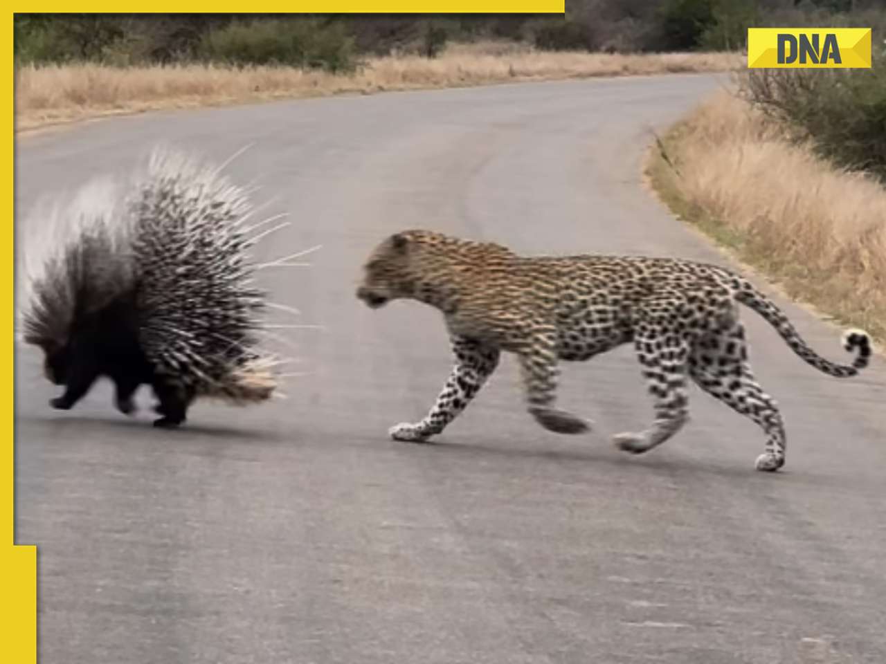 Leopard faces off with porcupine and gets covered in thorns, watch who won the battle
