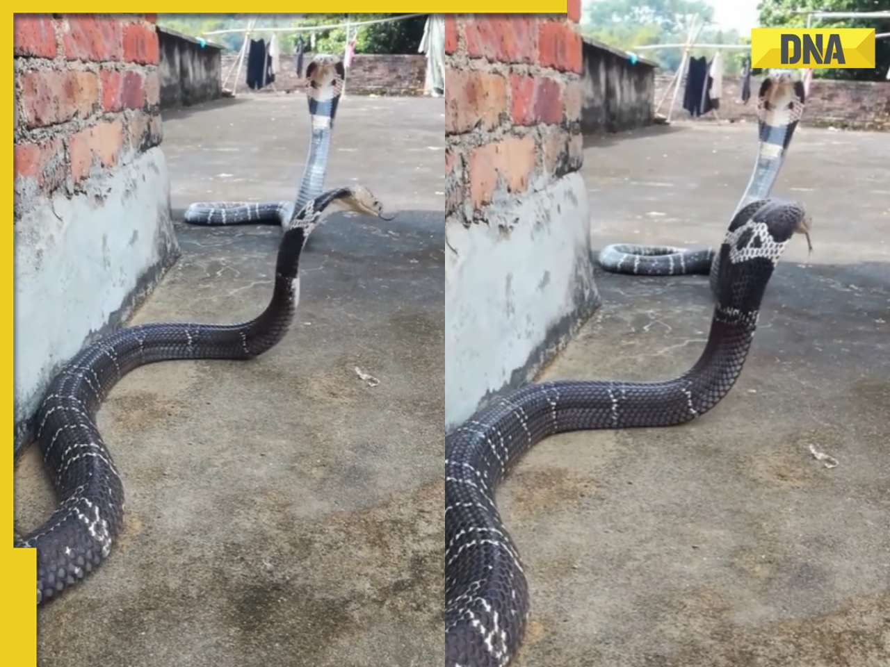 Viral video captures epic showdown between two king cobras, watch who wins