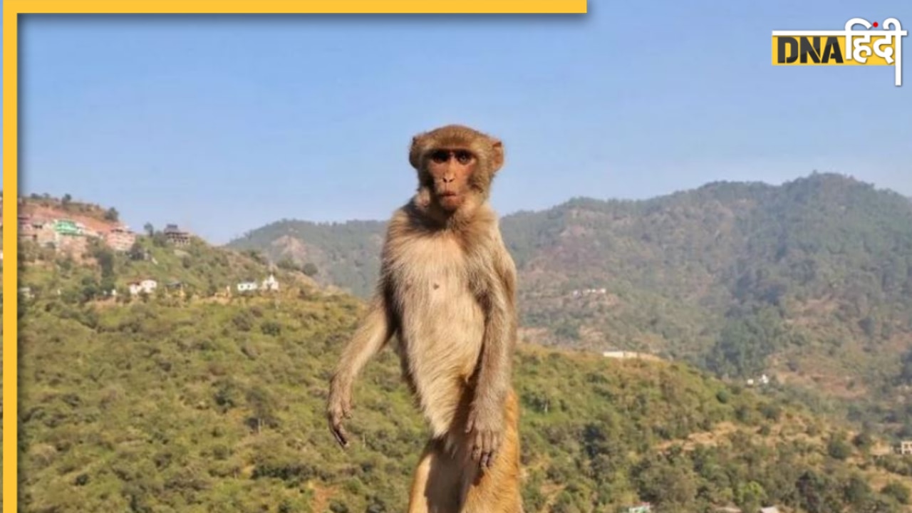 मालकिन को दुल्हन बनते देख बौराया Monkey, गम में गटक ली Whiskey, फिर किया ये तूफानी काम 