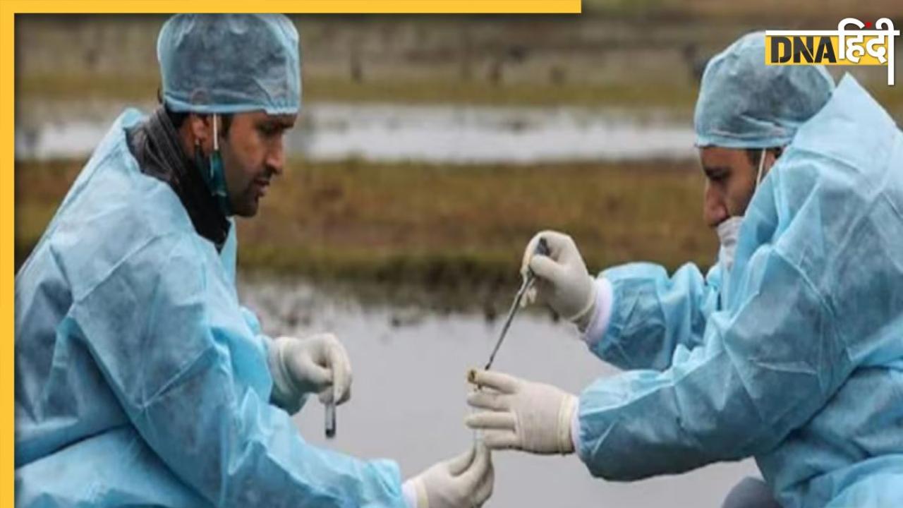 अमेरिका में पैर पसार रहा Bird Flu, भारत की भी बढ़ी चिंता, जानिए इससे बचाव के उपाय