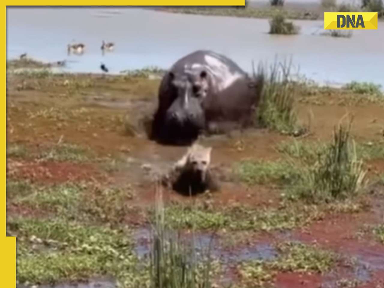 Hyena mistakenly provokes hippo in viral video, what happens next will shock you