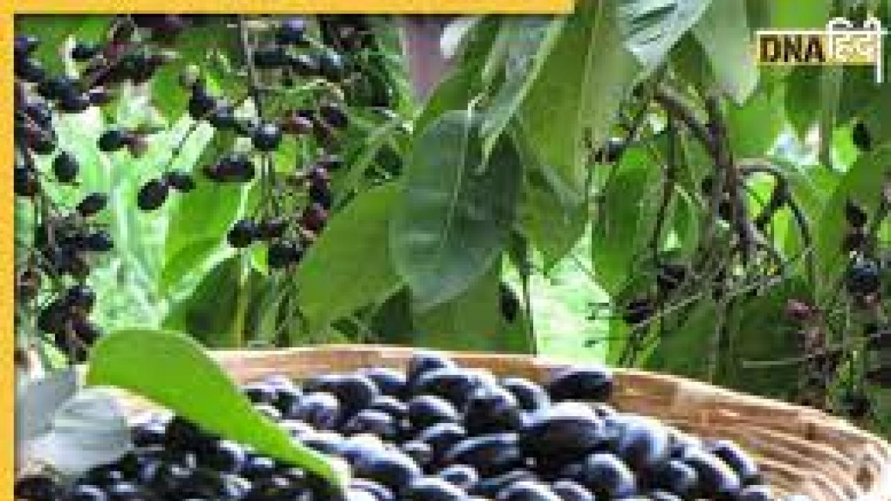 Jamun For Sugar Patient: डायबिटीज में अमृत जैसा है जामुन, लेकिन जान लें कब और कितना खाना चाहिए