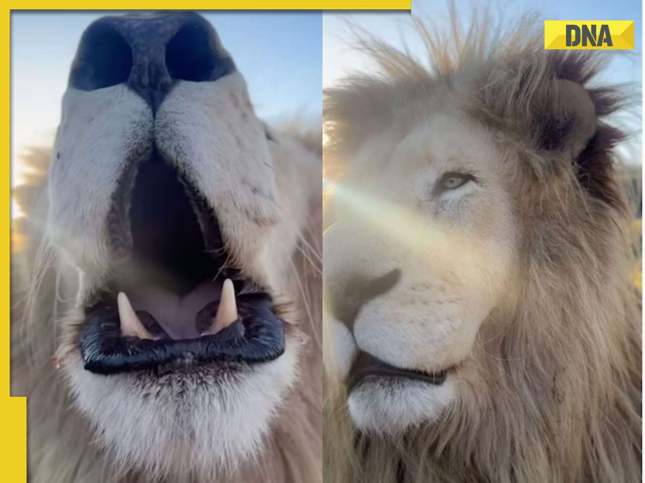 Viral video: Majestic lion welcomes US photographer with a roaring greeting, watch
