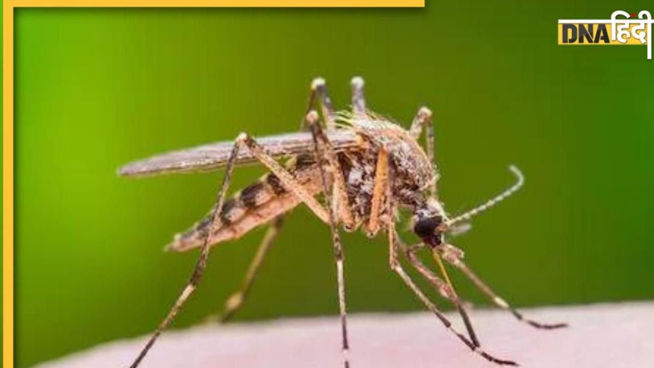 Dengue Mosquito Bite: डेंगू का मच्छर लड़कियों के मुकाबले लड़कों को ज्यादा काटता है, जानिए क्यों?