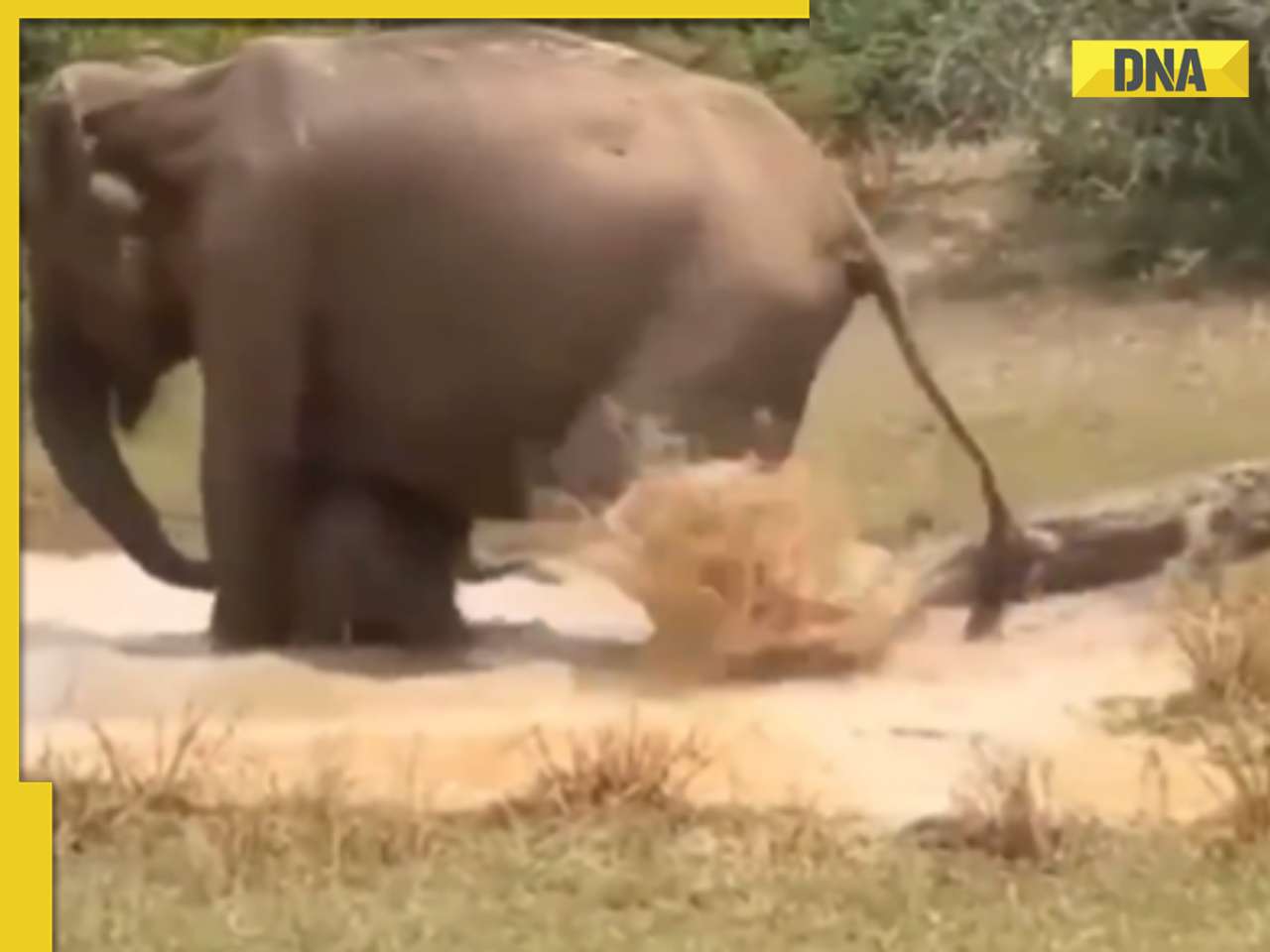 Terrifying encounter: Mama elephant battles crocodile to protect her calf, video goes viral