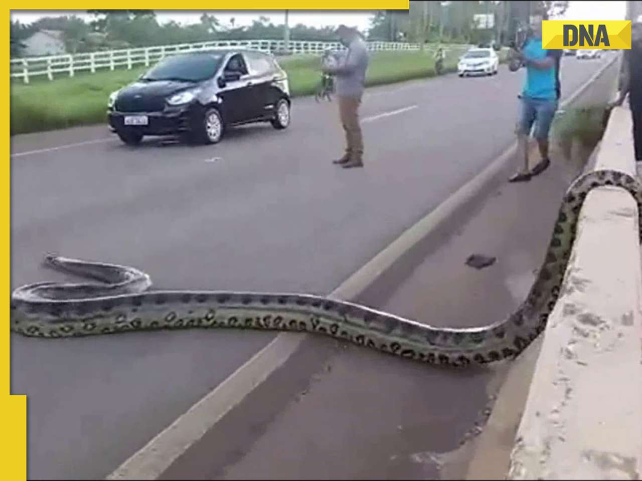 Viral video: Enormous python halts highway traffic as onlookers gather to watch