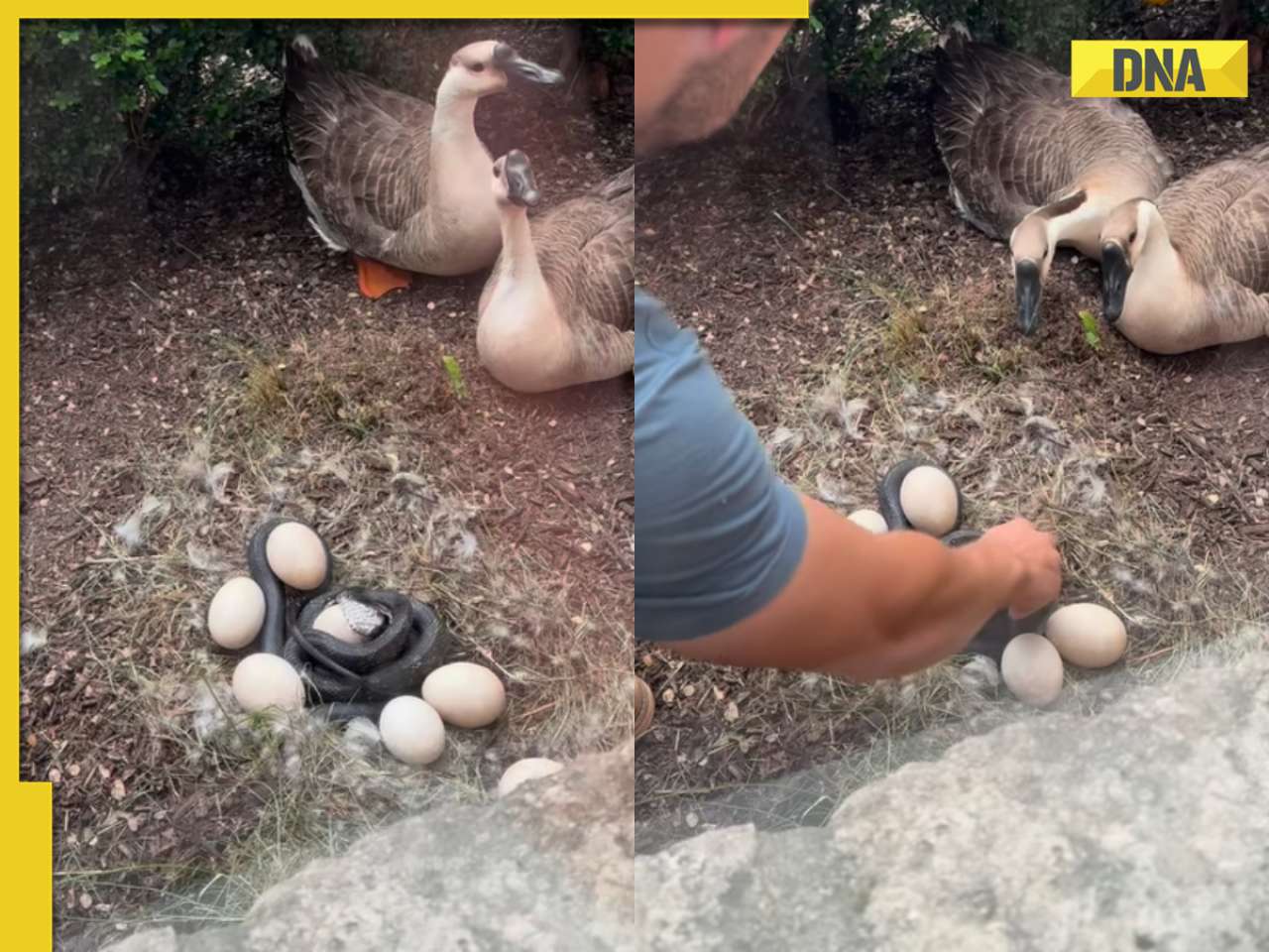 Viral video: Man's extraordinary act saves goose eggs from deadly snake, internet is impressed