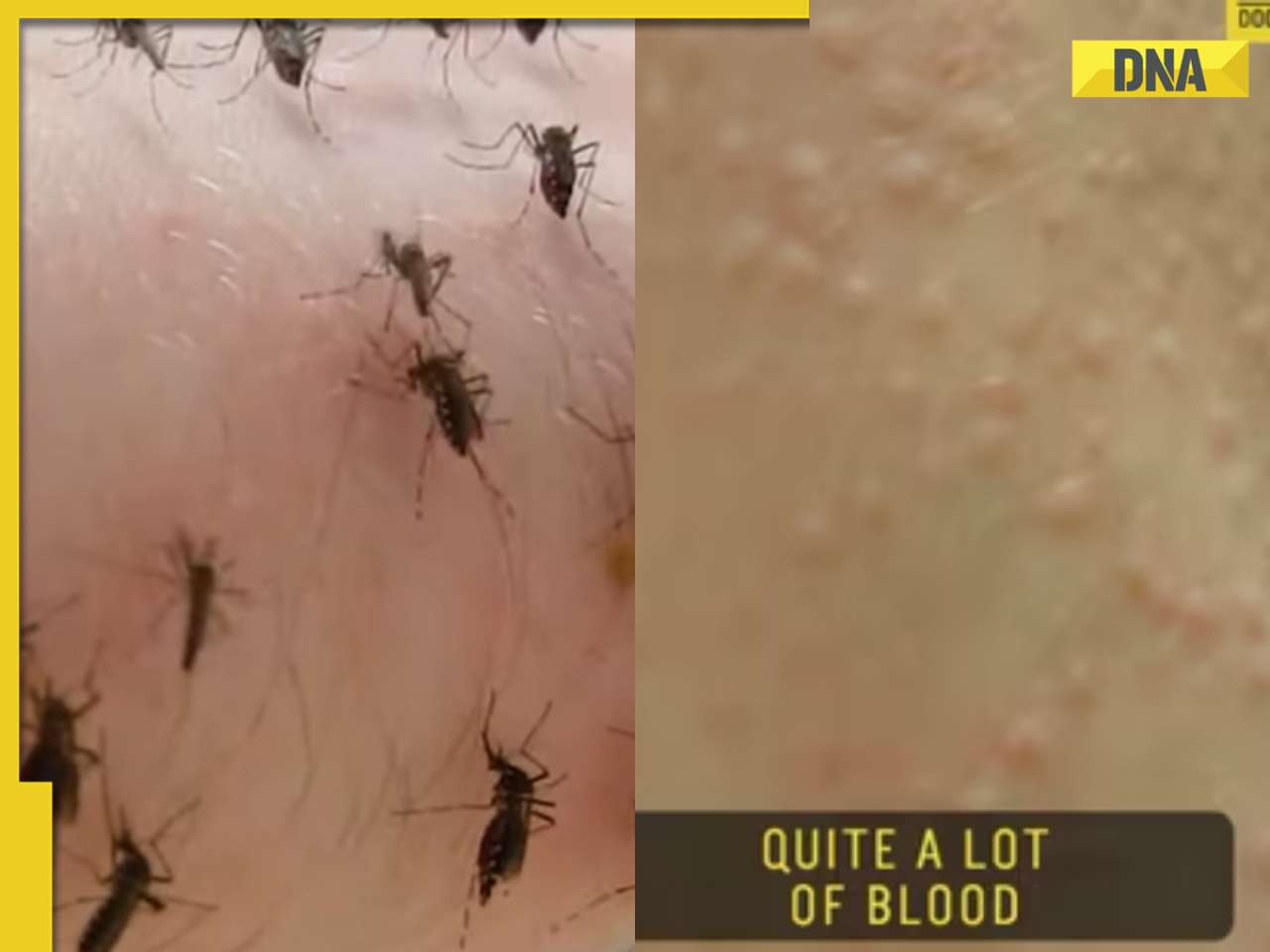 Viral video: Biologist feeds blood to mosquitoes voluntarily, internet is shocked