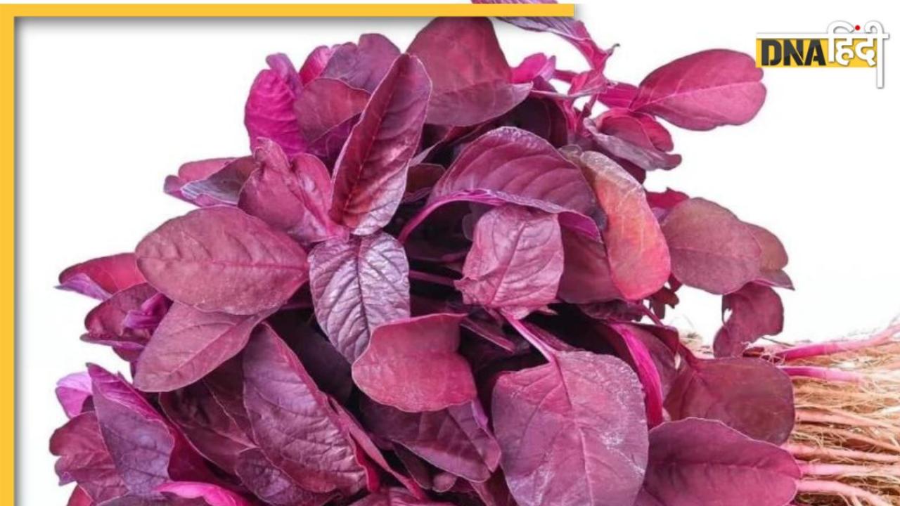 Red Spinach Benefits: ब्लड प्रेशर से लेकर शुगर और आंखों की कमजोरी तक को दूर करती है ये सब्जी