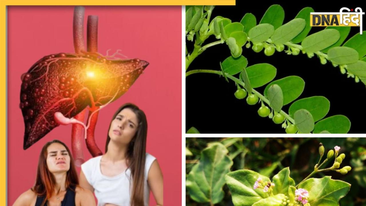 Fatty Liver Remedy: फैटी लिवर में रामबाण औषधि का काम करते हैं ये 2 आयुर्वेदिक पौधे, लक्षण दिखते ही डाइट में करें शामिल