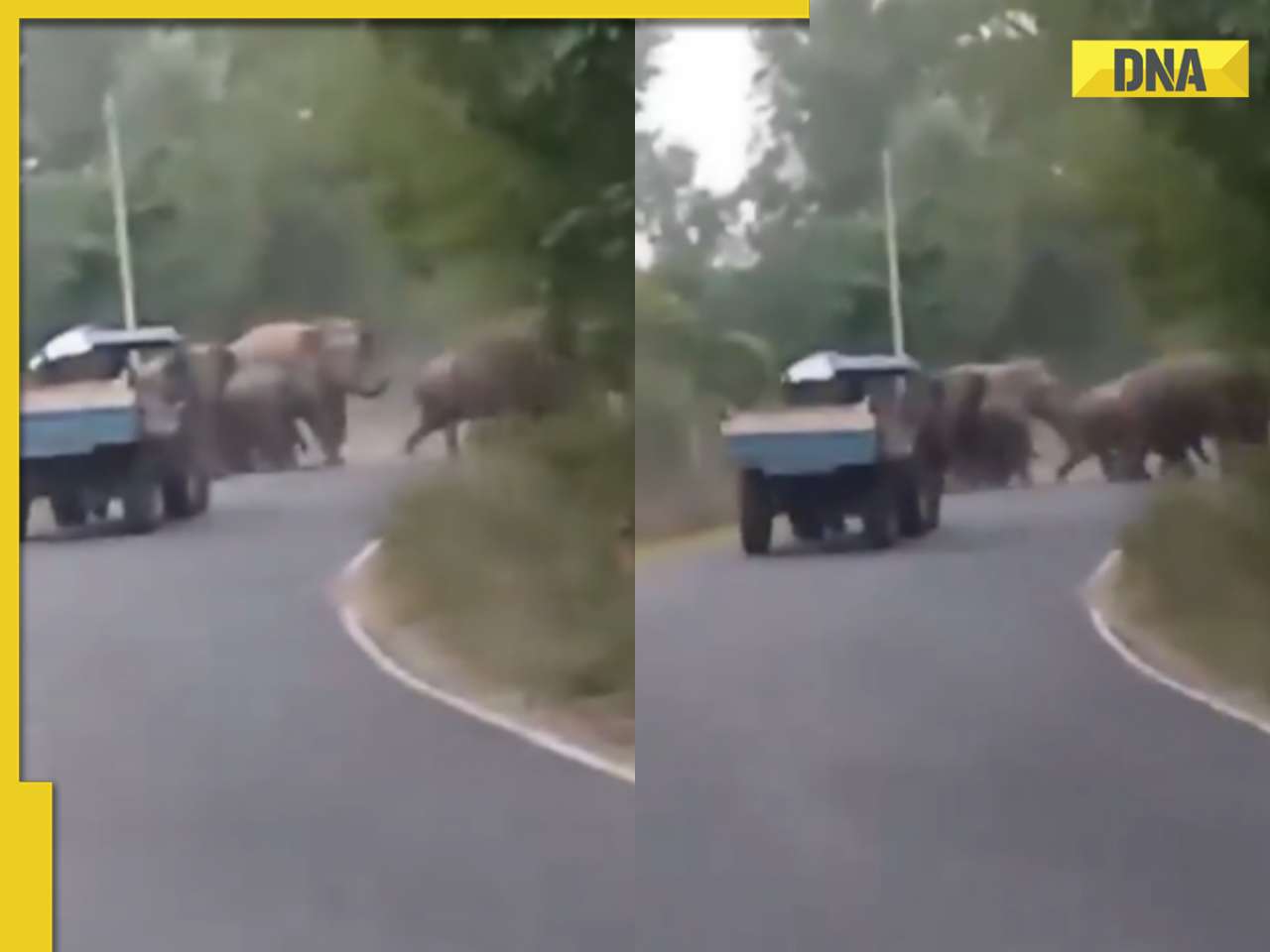 Viral video: Tractor driver nearly hits elephant herd on jungle road, internet is angry